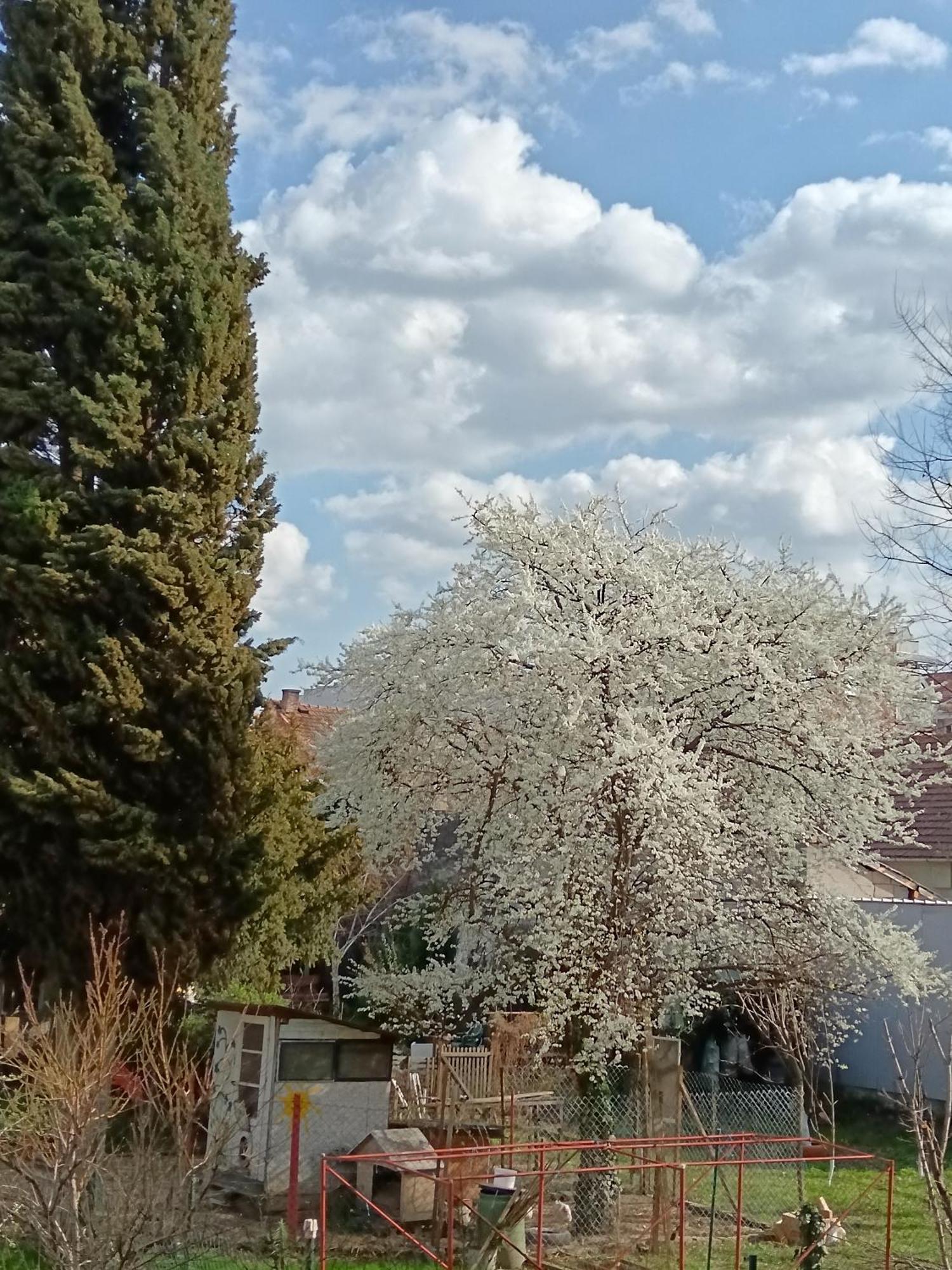Garden View In The Downtown Apartment Novi Sad